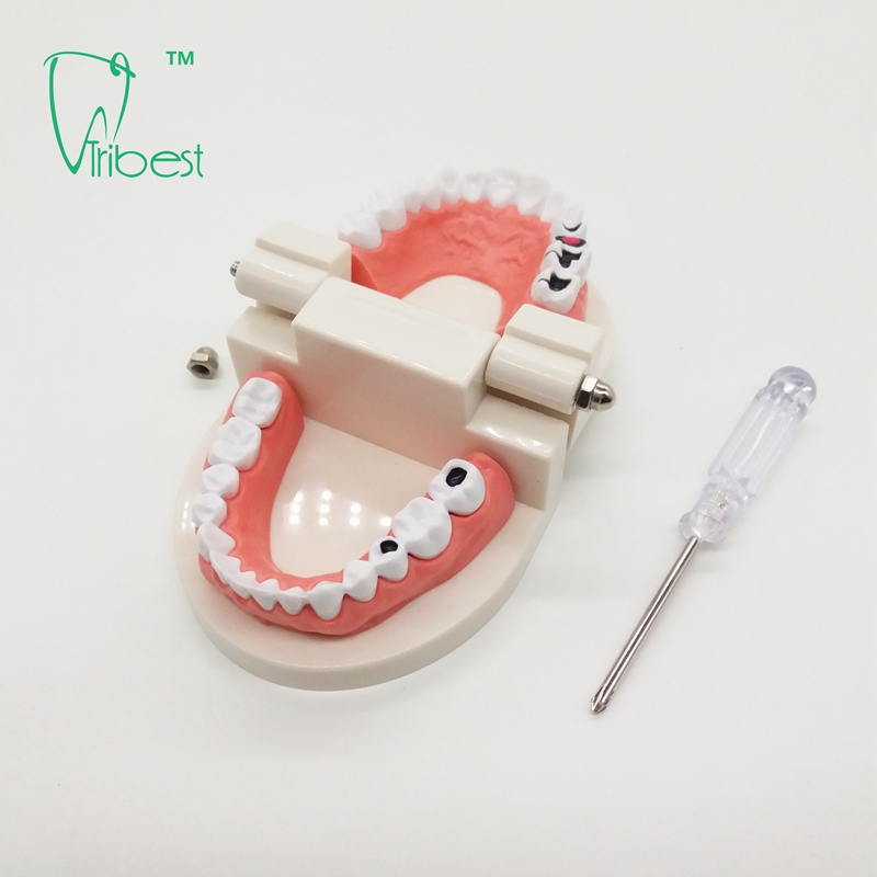 Dental Teeth Model - Buy Dental Teeth Model Product on Tribest Dental ...