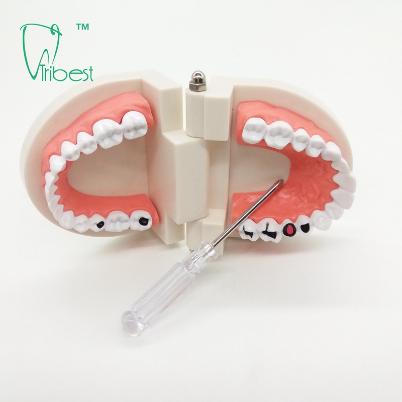 Dental Teeth Model